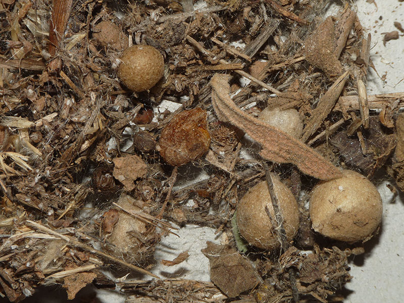 Latrodectus tredecimguttatus - Ceriale (SV)